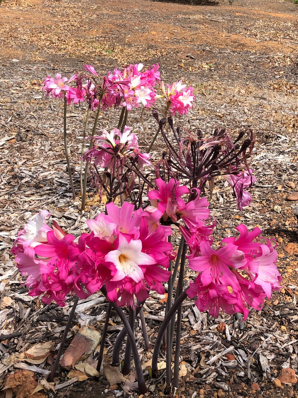 Jarrahdale Heritage Society | 631 Jarrahdale Rd, Jarrahdale WA 6124, Australia | Phone: (08) 9525 5358