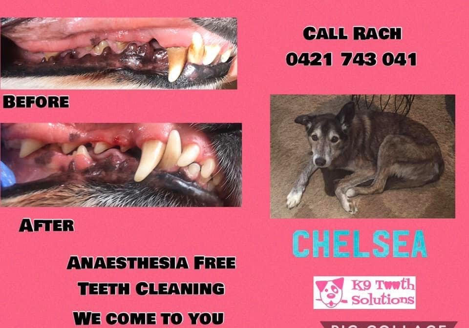 K9 Tooth Solutions | 35 Alison Dr, Lara VIC 3212, Australia | Phone: 0421 743 041