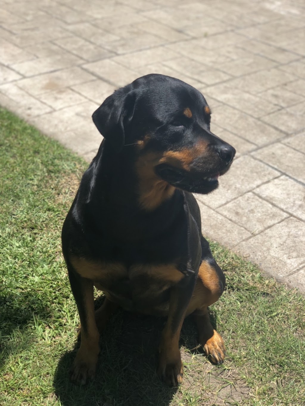 Lucky Horse Sitting | 26 Nikau Cres, Nerang QLD 4211, Australia | Phone: 0478 016 747