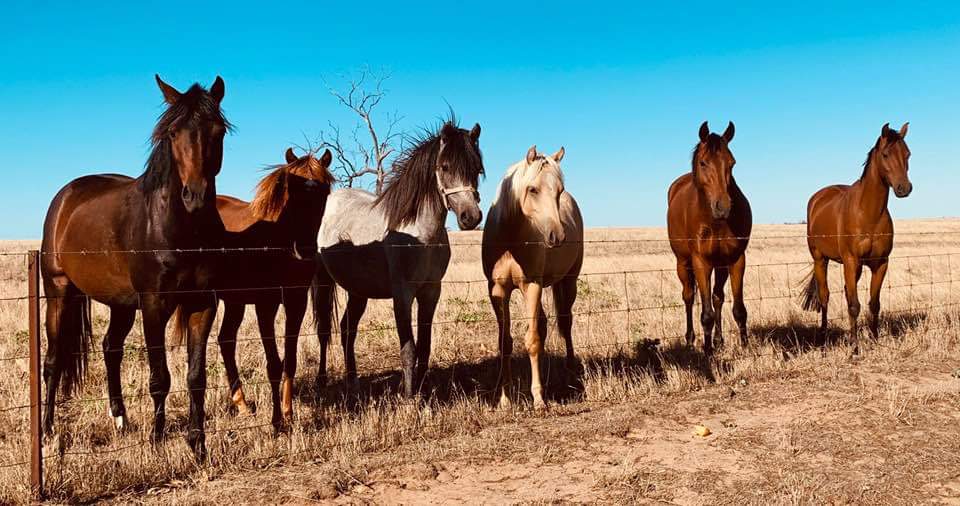 Allenmore Stud. Riding Ponies & Thoroughbreds | food | Yarrock Rd, Kaniva VIC 3419, Australia | 0353922551 OR +61 3 5392 2551