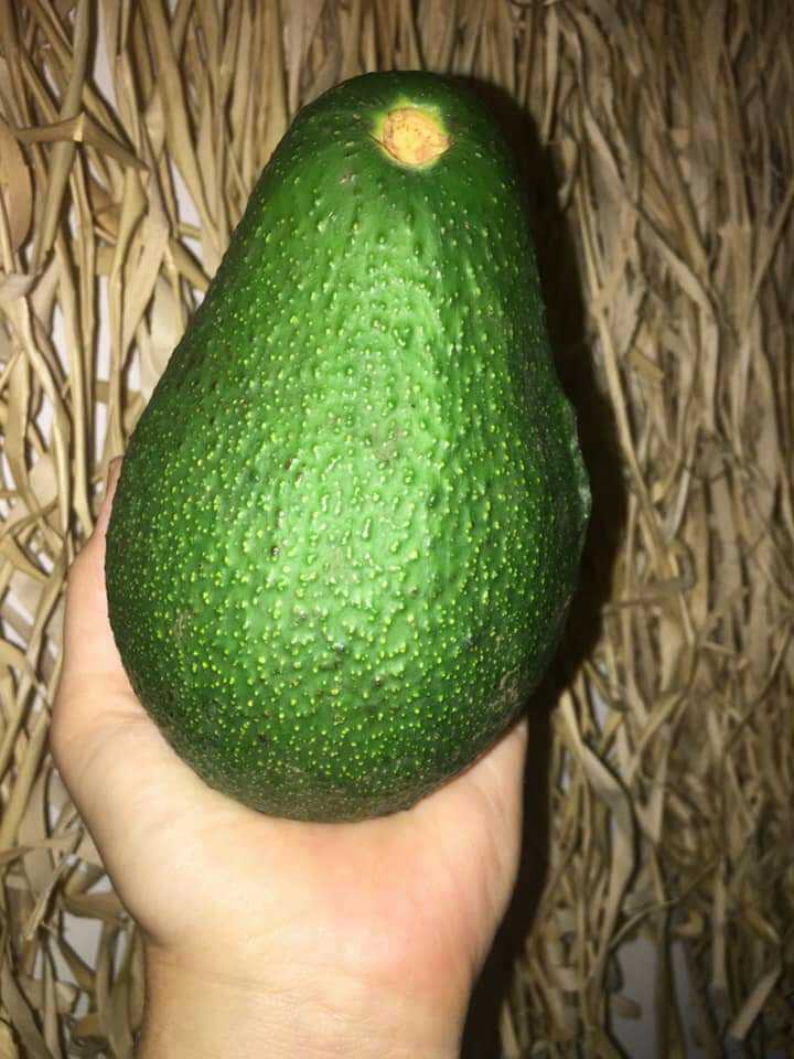 Farm Fresh Organic Avocados | 23 Judith St, Russell Island QLD 4184, Australia | Phone: 0413 273 967