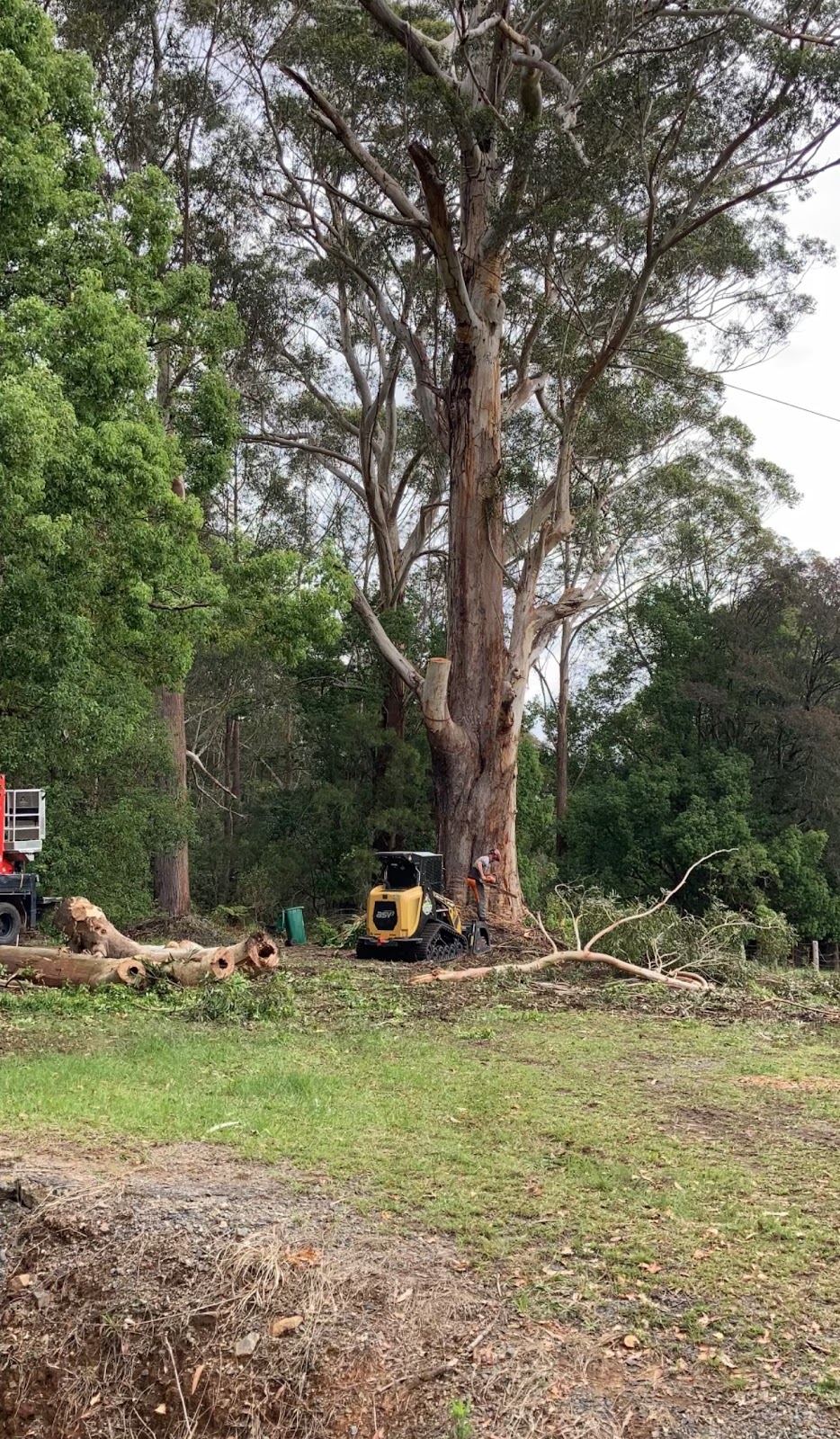 Dan’s Tree Service | 4 Binalong Way, Macksville NSW 2447, Australia | Phone: 0447 792 999