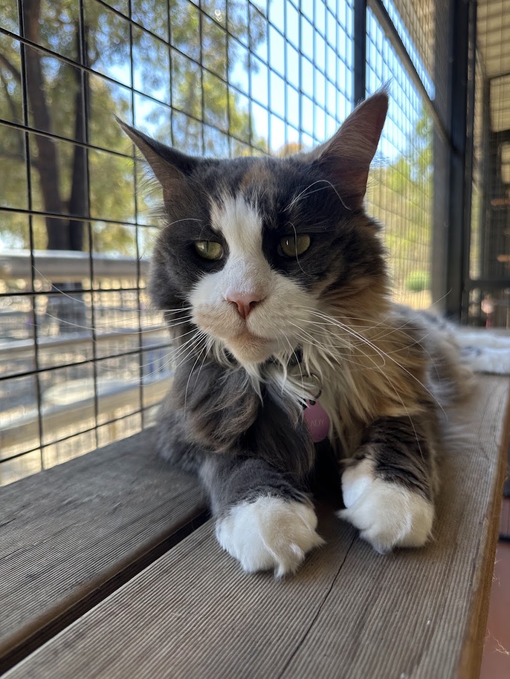 Crazy Cats Cattery | 555 Schoolhouse Ln, Tallarook VIC 3659, Australia | Phone: 0481 005 509