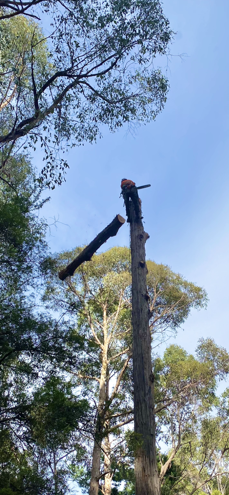 Tree Way Is The Right Way | 7 Southview Cres, New Norfolk TAS 7140, Australia | Phone: 0480 662 907
