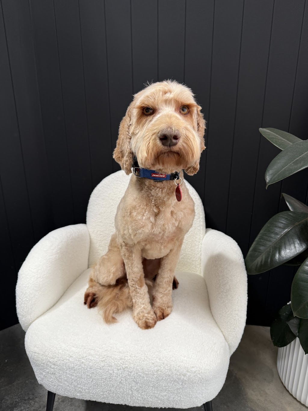 Fresh Paws Co | Unit 2/8-10 Clarendon Rd, Drysdale VIC 3222, Australia | Phone: 0490 474 761