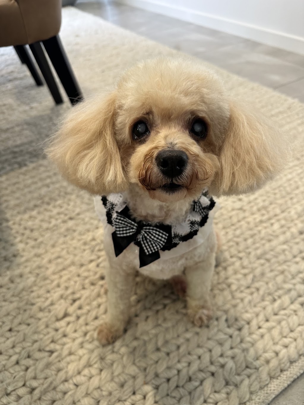 Rambos Pet Grooming | 6 Rae St, Bentleigh East VIC 3165, Australia | Phone: 0468 406 887