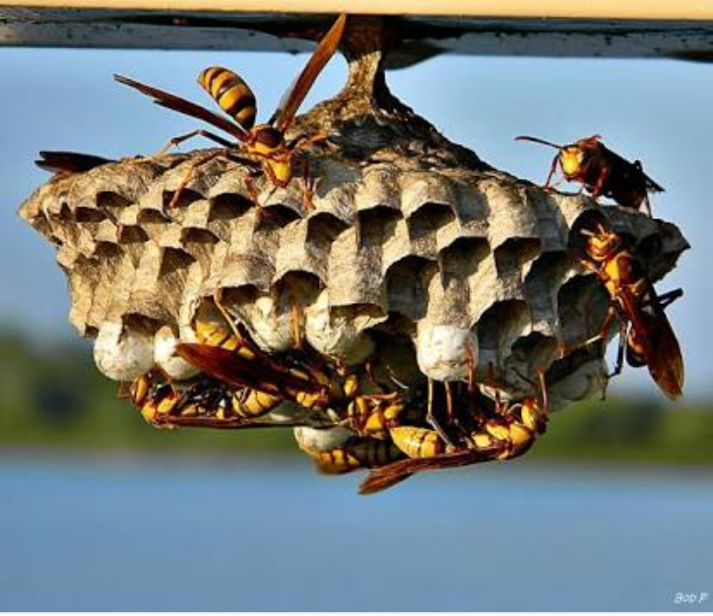 Wasp & Bee Control | home goods store | 3586 Myrtleford-Yackandandah Rd, Yackandandah VIC 3749, Australia | 0417664266 OR +61 417 664 266