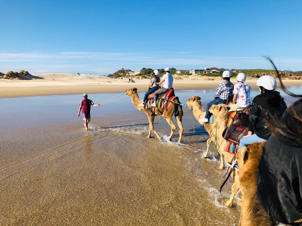 Oakfield Ranch Camel Rides | Birubi Beach Lower Public Car park, Anna Bay NSW 2316, Australia | Phone: 0429 664 172