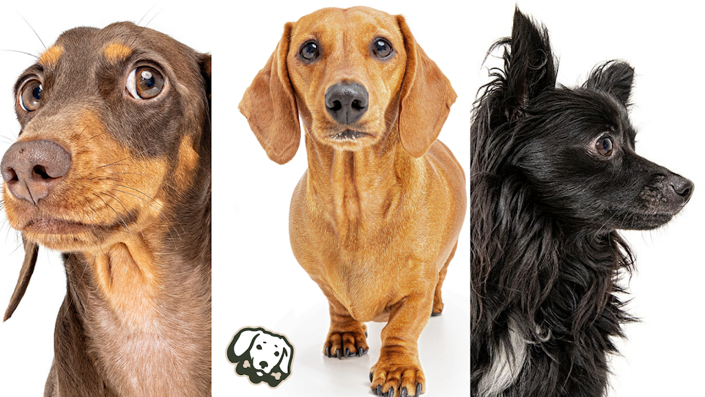 Little Woofs Doggy Daycare | 611b Wisemans Ferry Rd, Somersby NSW 2250, Australia | Phone: 0424 368 770