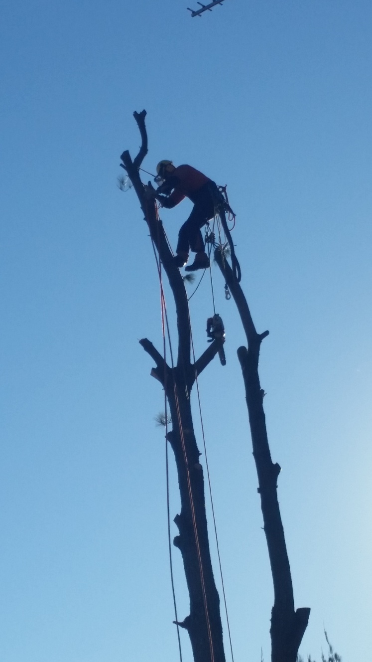 Lances Tree Care | 58 Kinabalu Dr, Tamborine Mountain QLD 4272, Australia | Phone: 0419 181 919
