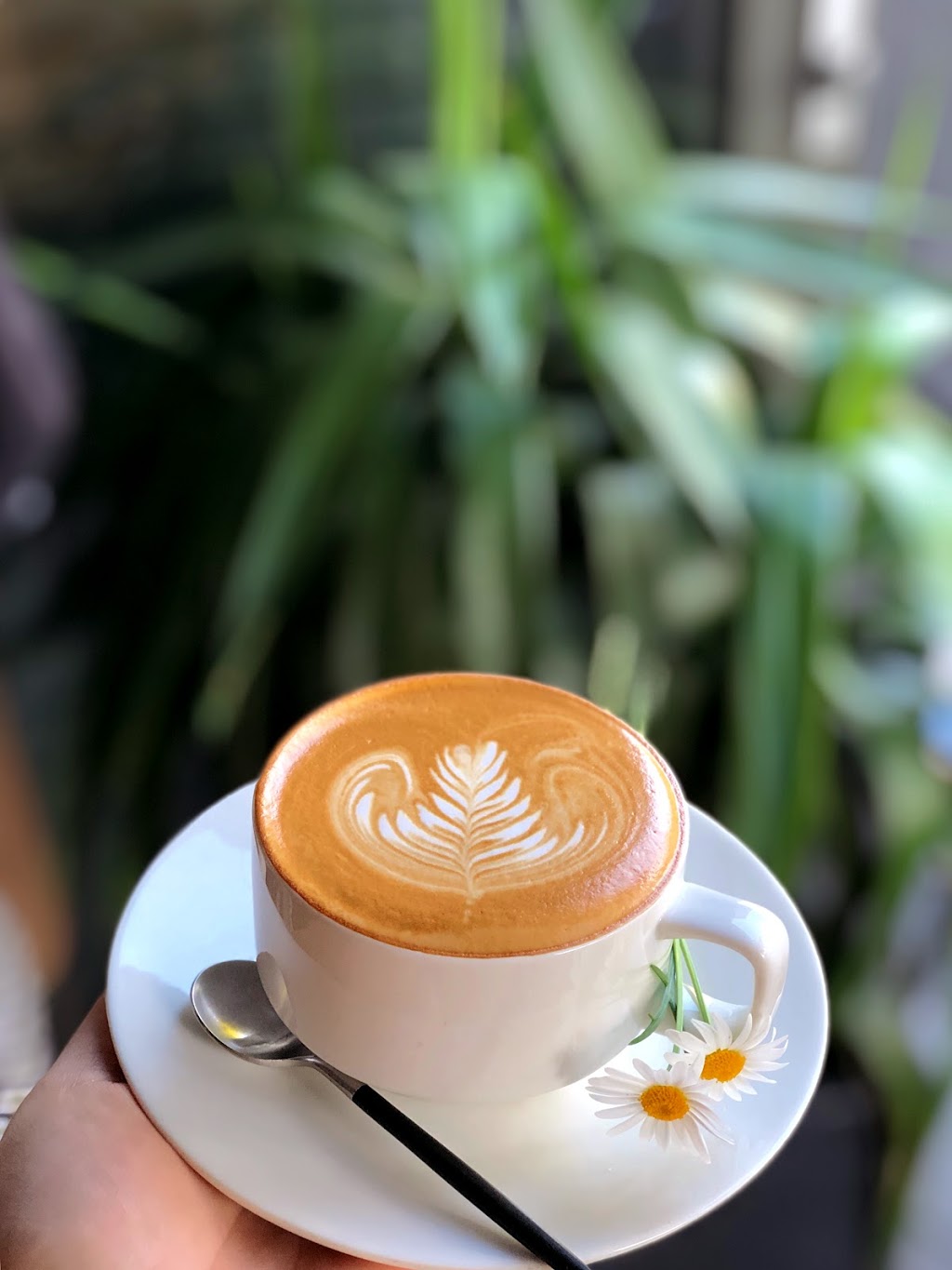 Bruce Tea & Coffee | 12 Bridge Rd, Glebe NSW 2037, Australia | Phone: 0404 444 757