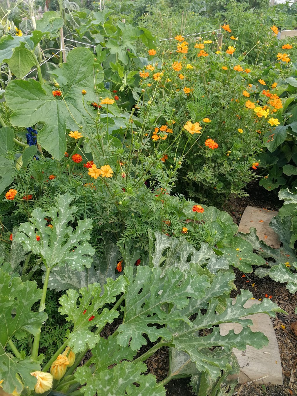 Willsmere Station Community Garden | park | Outer Cir Rail Trail, Kew East VIC 3102, Australia