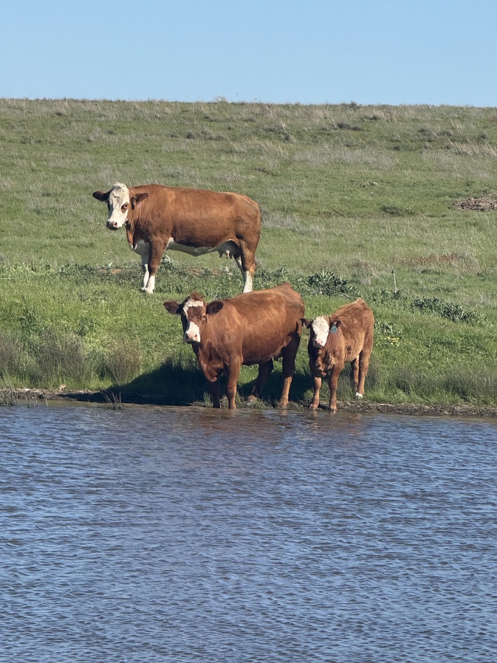 Hartfield Simmental | 12211 Hume Hwy, Sutton Forest NSW 2577, Australia | Phone: 0424 426 224