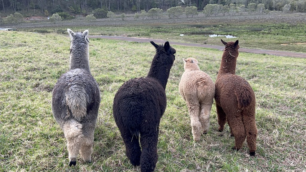 The Little Chooks Farm | 4256 Wisemans Ferry Rd, Spencer NSW 2775, Australia | Phone: 0414 200 900 The Little Chooks Farm | 4256 Wisemans Ferry Rd, Spencer NSW 2775, Australia | Phone: 0414 200 900