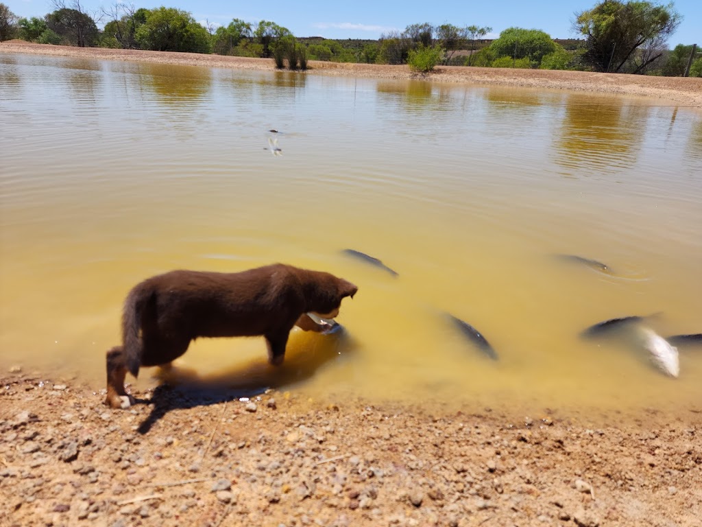 Chapman Valley Fishing Park | tourist attraction | 388 Hickety Rd, Nabawa WA 6532, Australia | 0400618484 OR +61 400 618 484