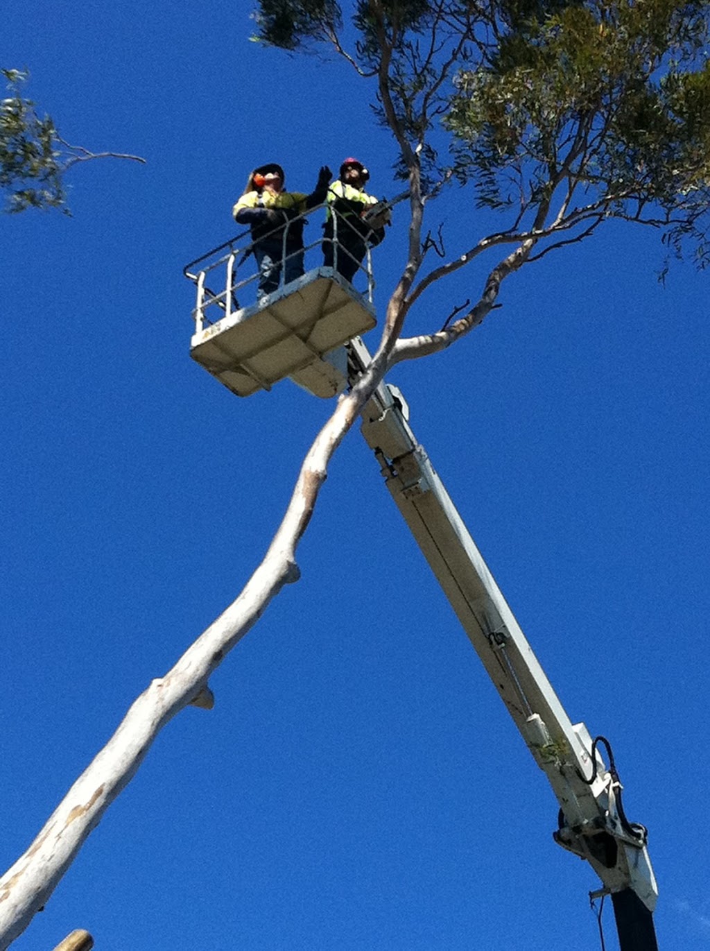 Trees Palms and Stumps | 392 Mount Cotton Rd, Capalaba QLD 4157, Australia | Phone: 0409 621 863