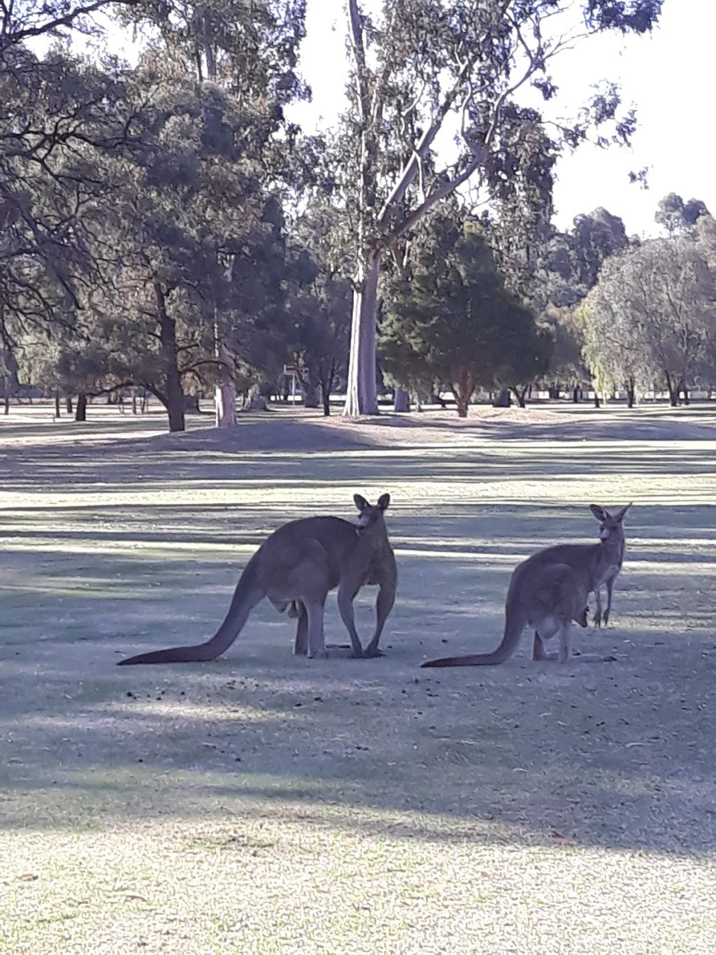 Deniliquin Golf Club | 1 Golf Club Rd, Deniliquin NSW 2710, Australia | Phone: (03) 5881 1325