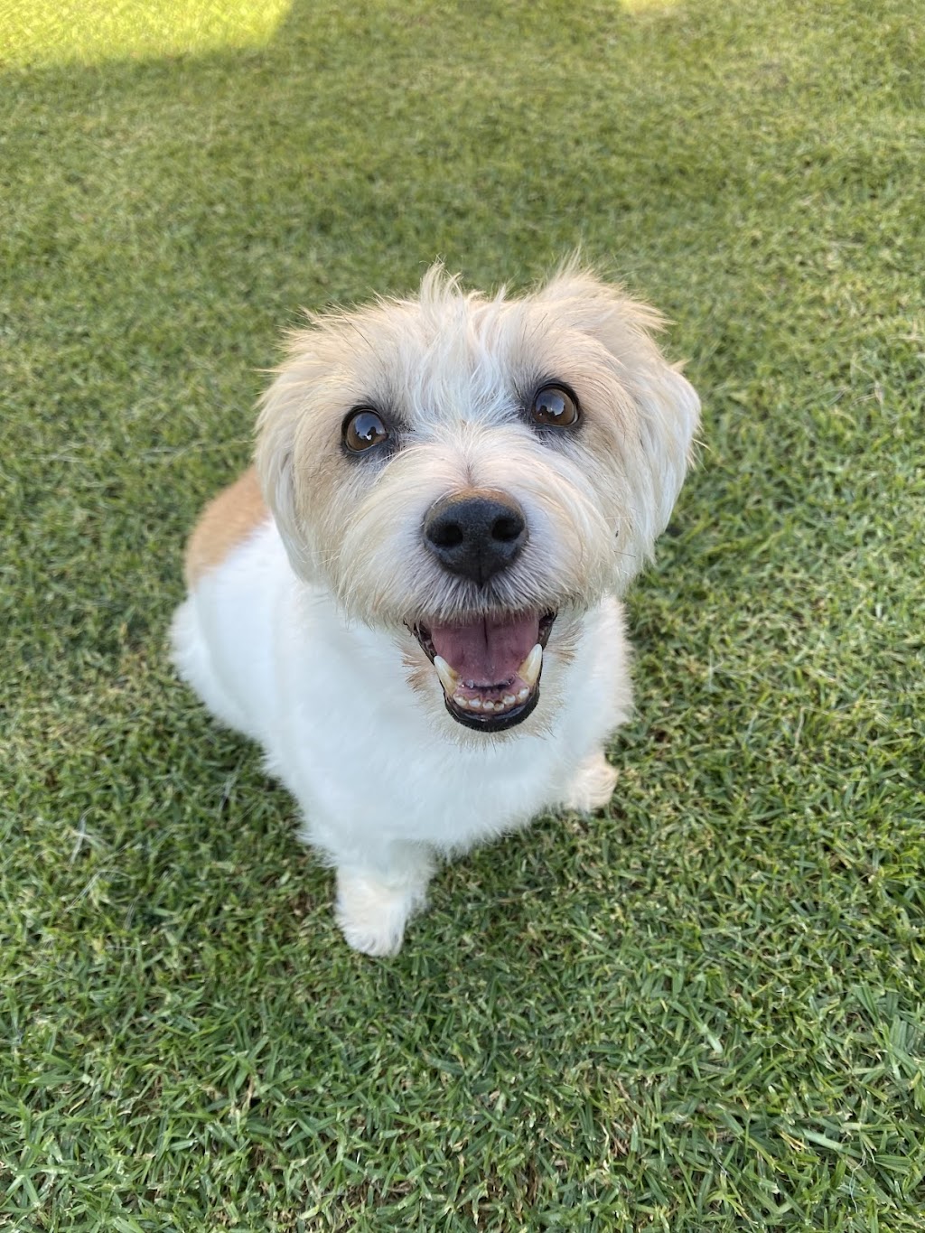 Precious Little Paws | 33 Peugeot Dr, Ingleburn NSW 2565, Australia | Phone: 0425 301 880