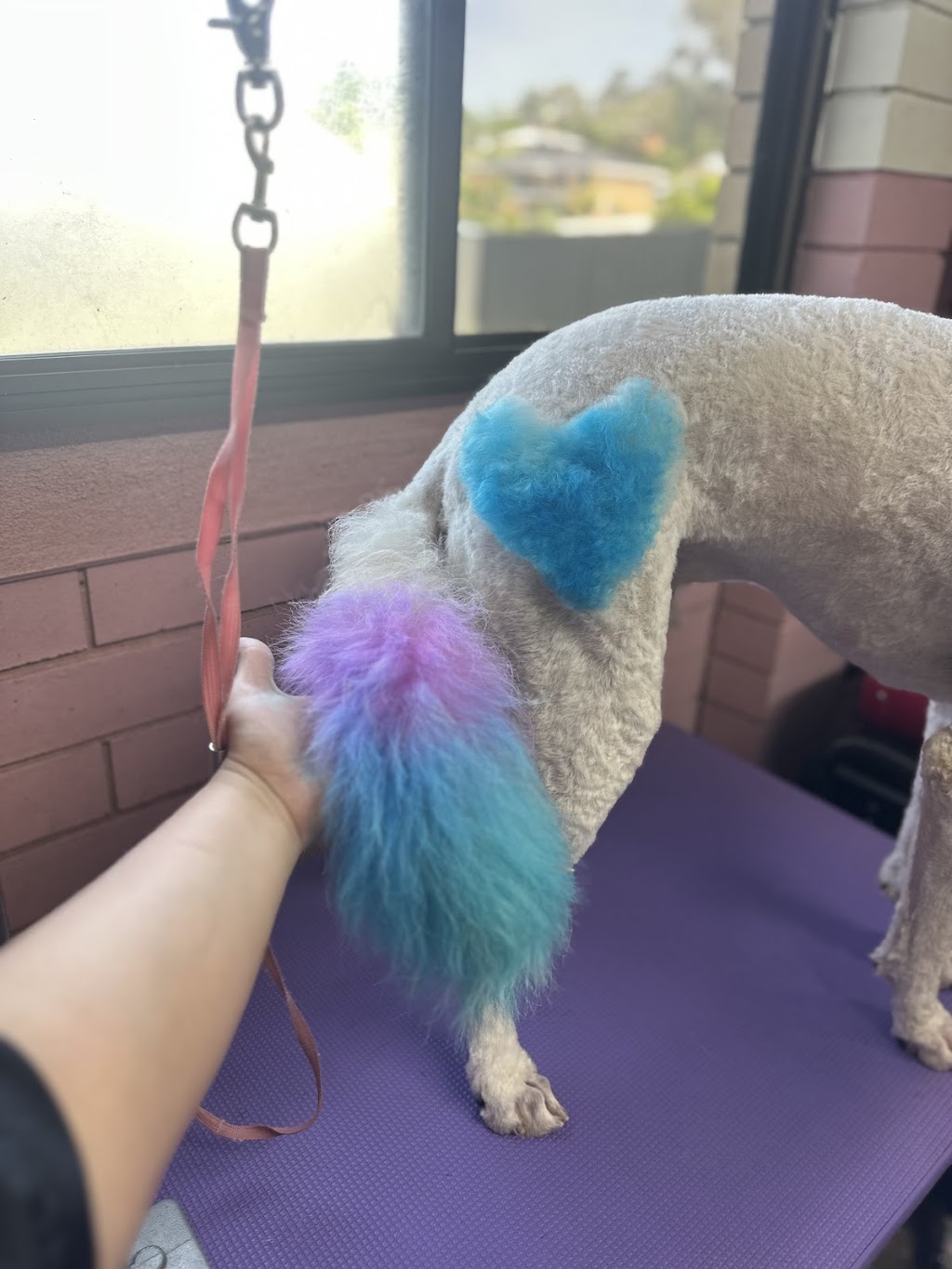 Groovy Grooms Kyogle | 30 Pratt St, Geneva NSW 2474, Australia | Phone: 0438 409 706