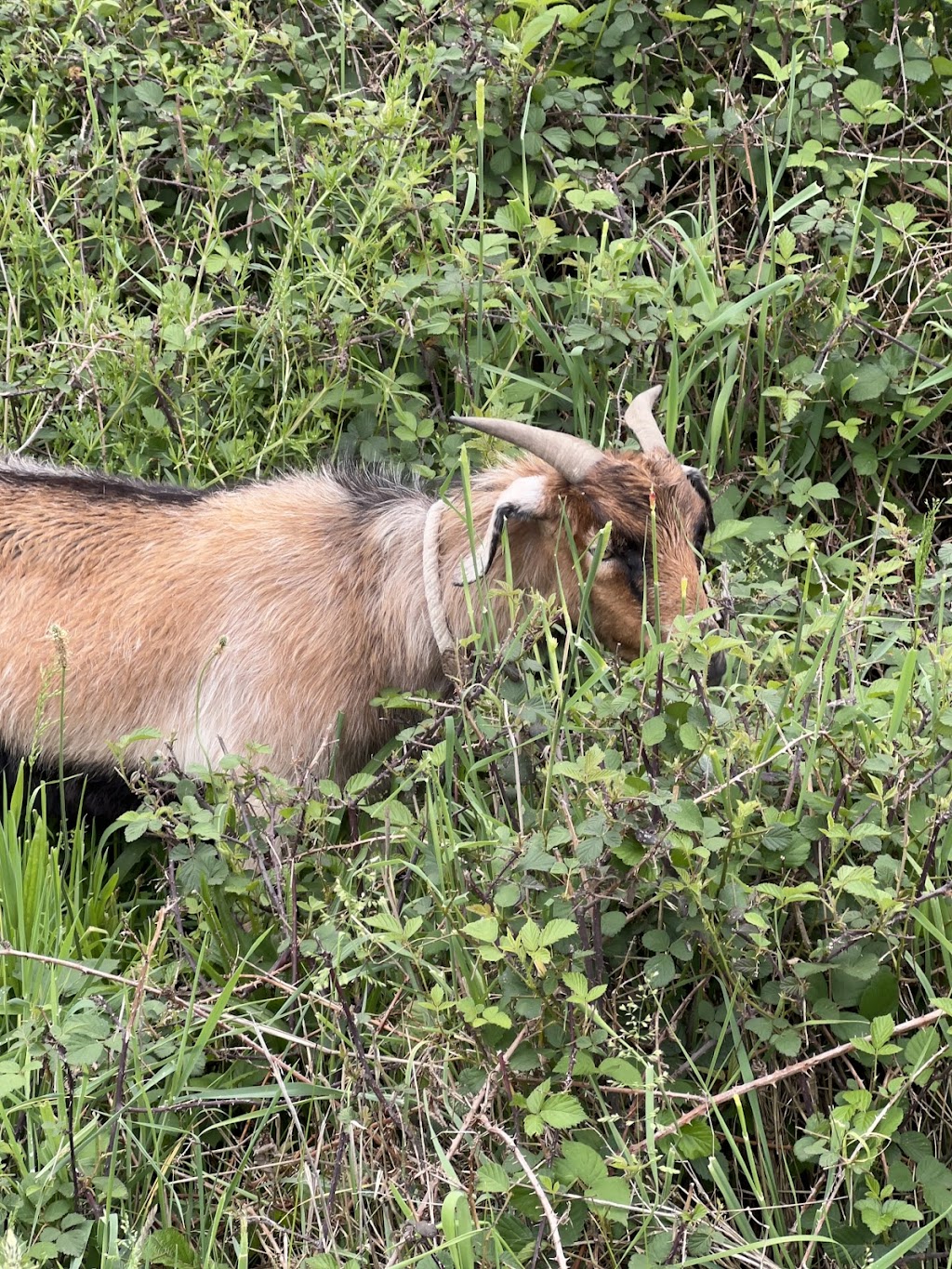 Riverstone Station | 380 Cathedral Ln, Taggerty VIC 3714, Australia | Phone: 0419 464 298