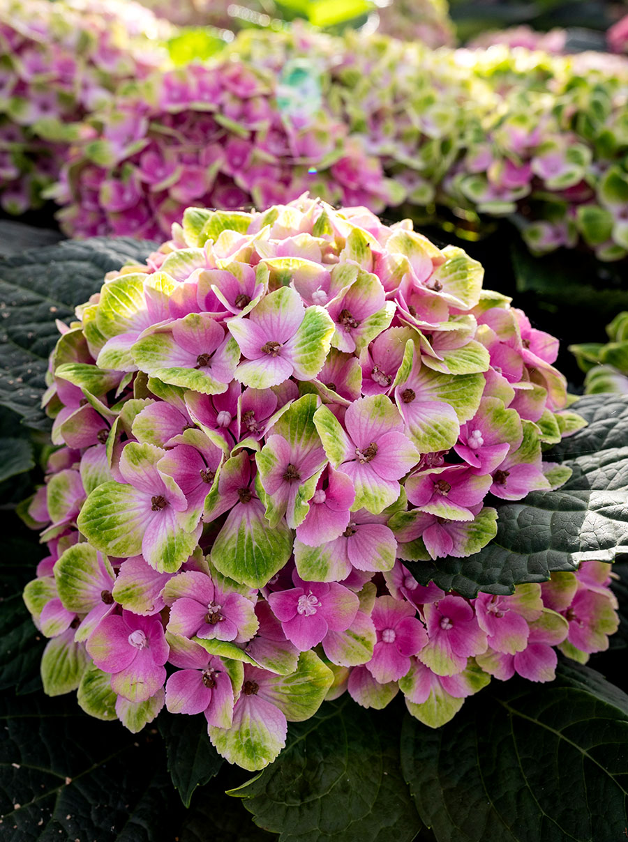 Sunflora Group Pty Ltd | 378 Church Rd, The Summit QLD 4377, Australia | Phone: 0459 672 333