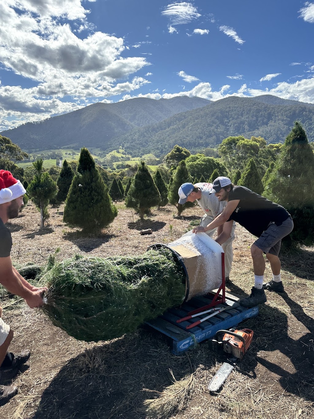 Tilba Farm XMAS Trees | Sherringham Ln, Central Tilba NSW 2546, Australia | Phone: 0411 198 944