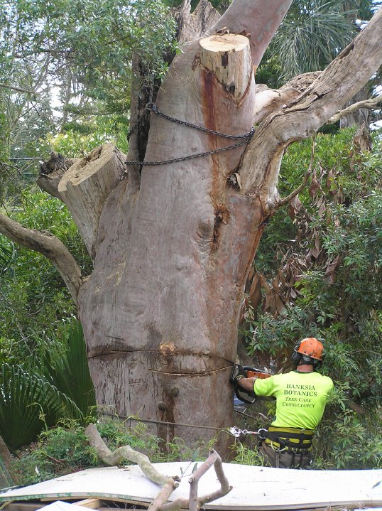 Banksia Arborcare | 4 Manning St, North Balgowlah NSW 2093, Australia | Phone: 0412 181 075