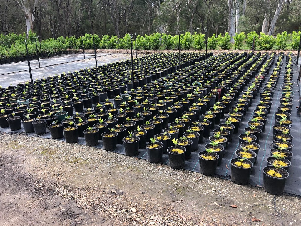 Westside Wholesale Nursery |  | 69 Boscobel Rd, Londonderry NSW 2753, Australia | 0478134366 OR +61 478 134 366