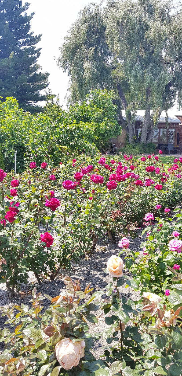 Swiss Rose Garden & Nursery | 38 Wollaston Ave, Haynes WA 6112, Australia | Phone: (08) 9399 1880