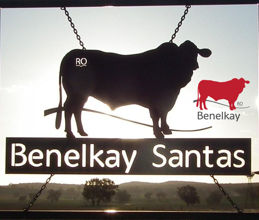 Benelkay Santa Gertrudis Stud | Keechs Rd, Goolhi NSW 2379, Australia | Phone: 0427 435 201