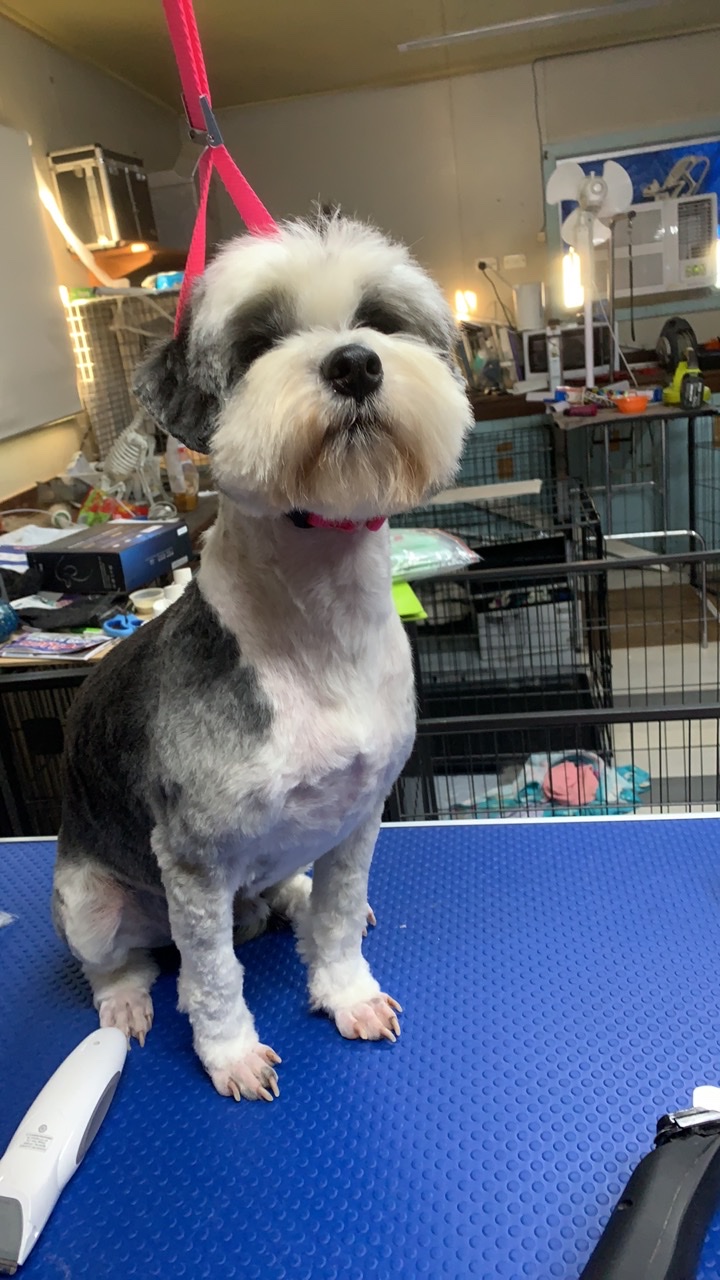 Confurmation Pet Grooming | 4A Station St, Greta NSW 2334, Australia | Phone: 0401 873 041