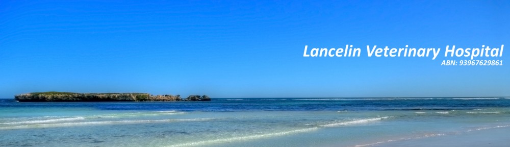 Lancelin Veterinary Clinic | 3 Mullins Way, Lancelin WA 6044, Australia | Phone: 0418 918 777