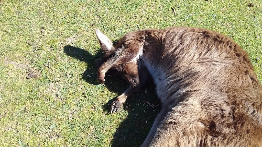 巴拉瑞特野生动物园 | Ballarat Wildlife Park、Cnr of York & 澳大利亚, Fussell St, Ballarat East VIC 3350, Australia