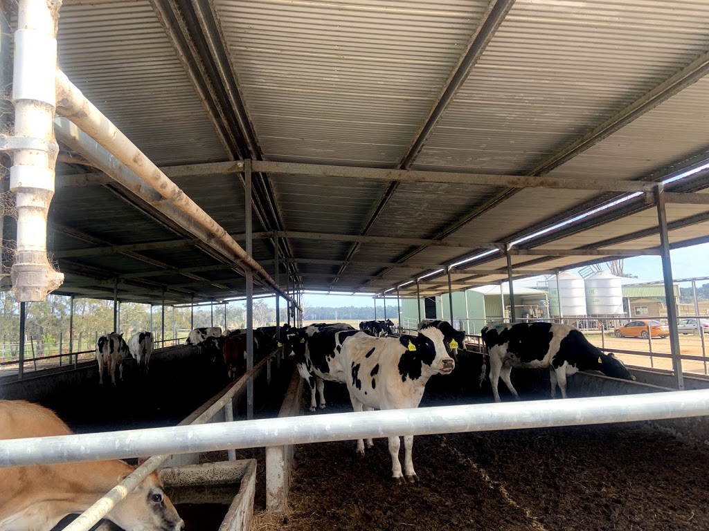 Clarence Valley Dairy | 1549 Lawrence Rd, Southgate NSW 2460, Australia | Phone: 0430 926 171