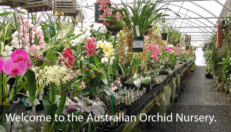 Australian Orchid Nursery |  | 58 Mornington-Tyabb Rd, Tyabb VIC 3913, Australia | 0359773122 OR +61 3 5977 3122