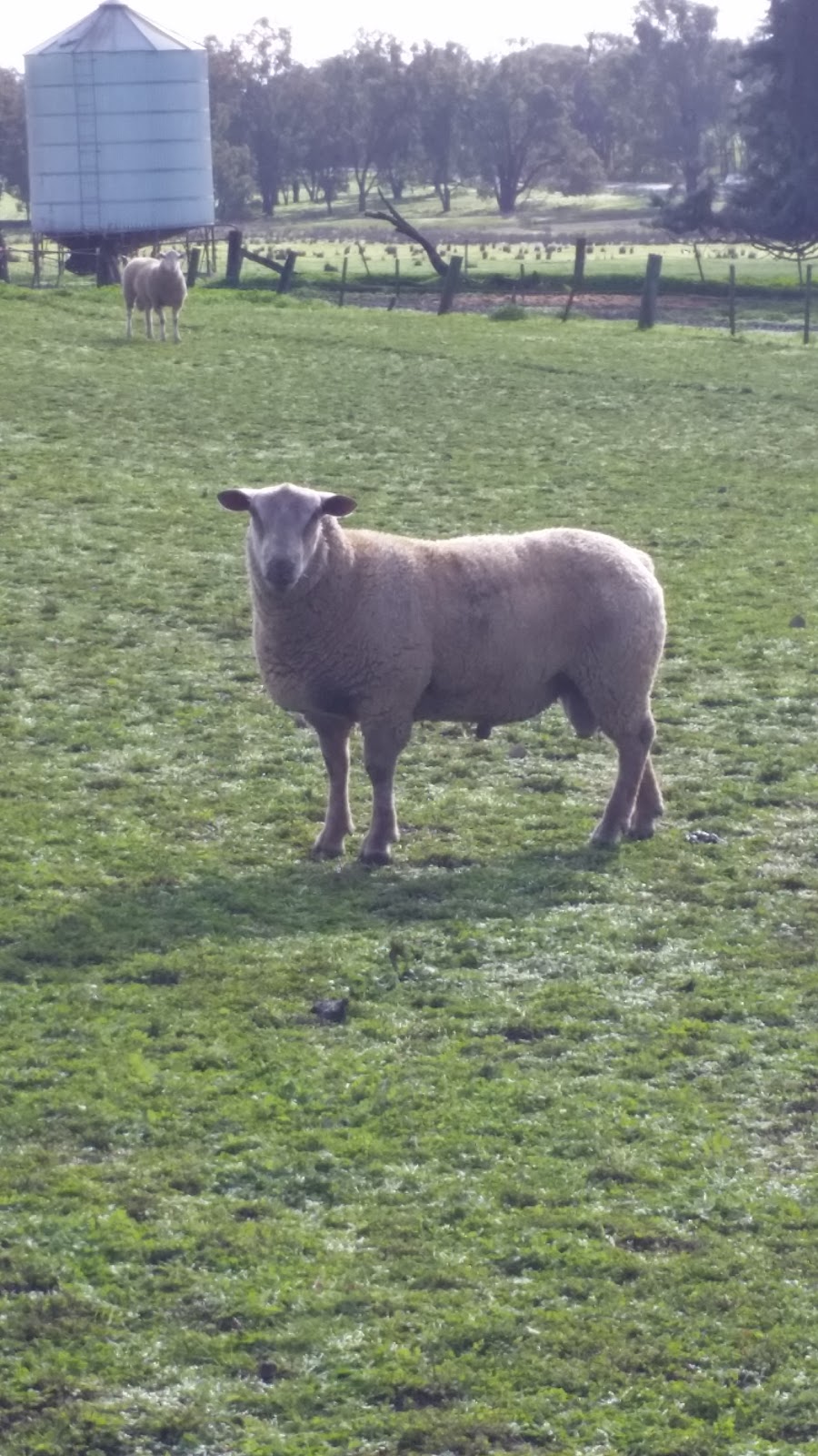 Vortex White Suffolk & Charollais Stud | 1093 Benalla-Yarrawonga Rd, Goorambat VIC 3725, Australia | Phone: 0437 684 786