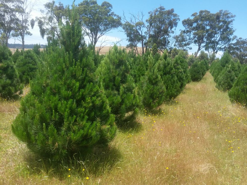 Happy Christmas Tree | 441 Fogartys Gap Rd, Walmer VIC 3463, Australia | Phone: 0414 277 467