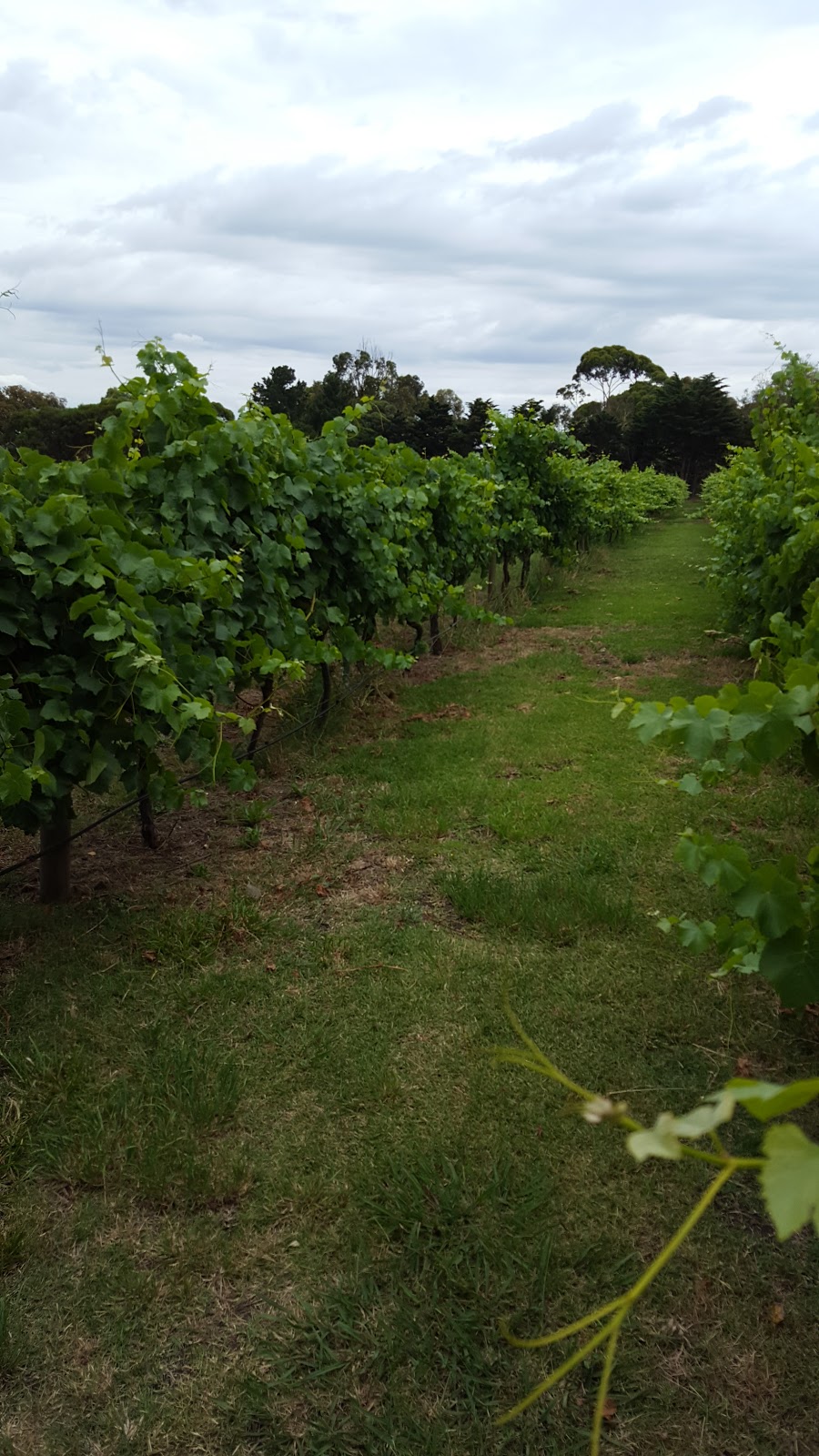 Curlewis Winery | 55 Navarre Rd, Curlewis VIC 3222, Australia | Phone: (03) 5250 4567