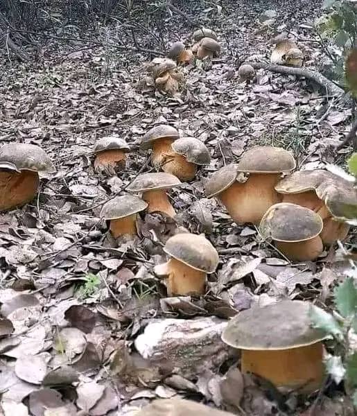 Anthony mushrooms center | Victoria St, Kerang VIC 3579, Australia | Phone: 0430 793 790