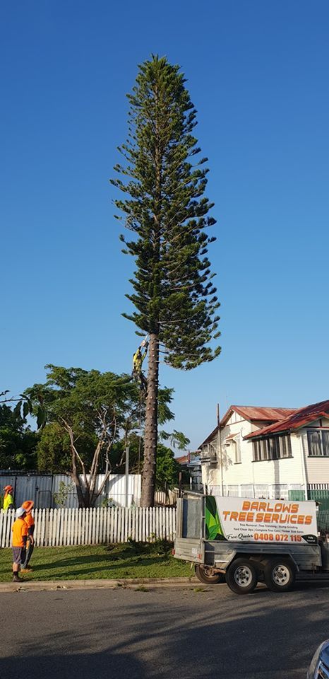 Barlows Tree Service | 1 Berserker St, Rockhampton QLD 4701, Australia | Phone: 0408 072 115