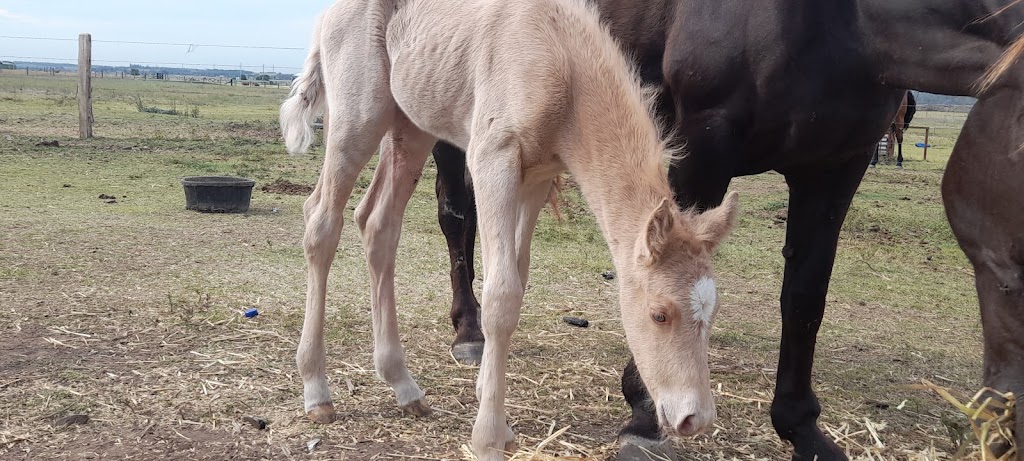 Oscayne Performance Horses | Waddells Ln, Singleton NSW 2330, Australia | Phone: 0417 425 669