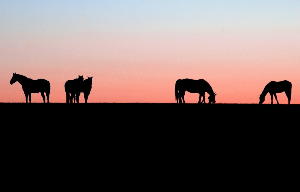 Spirit Horse | Lot 3/45 Connors Ln, Seville VIC 3139, Australia | Phone: 0478 711 180