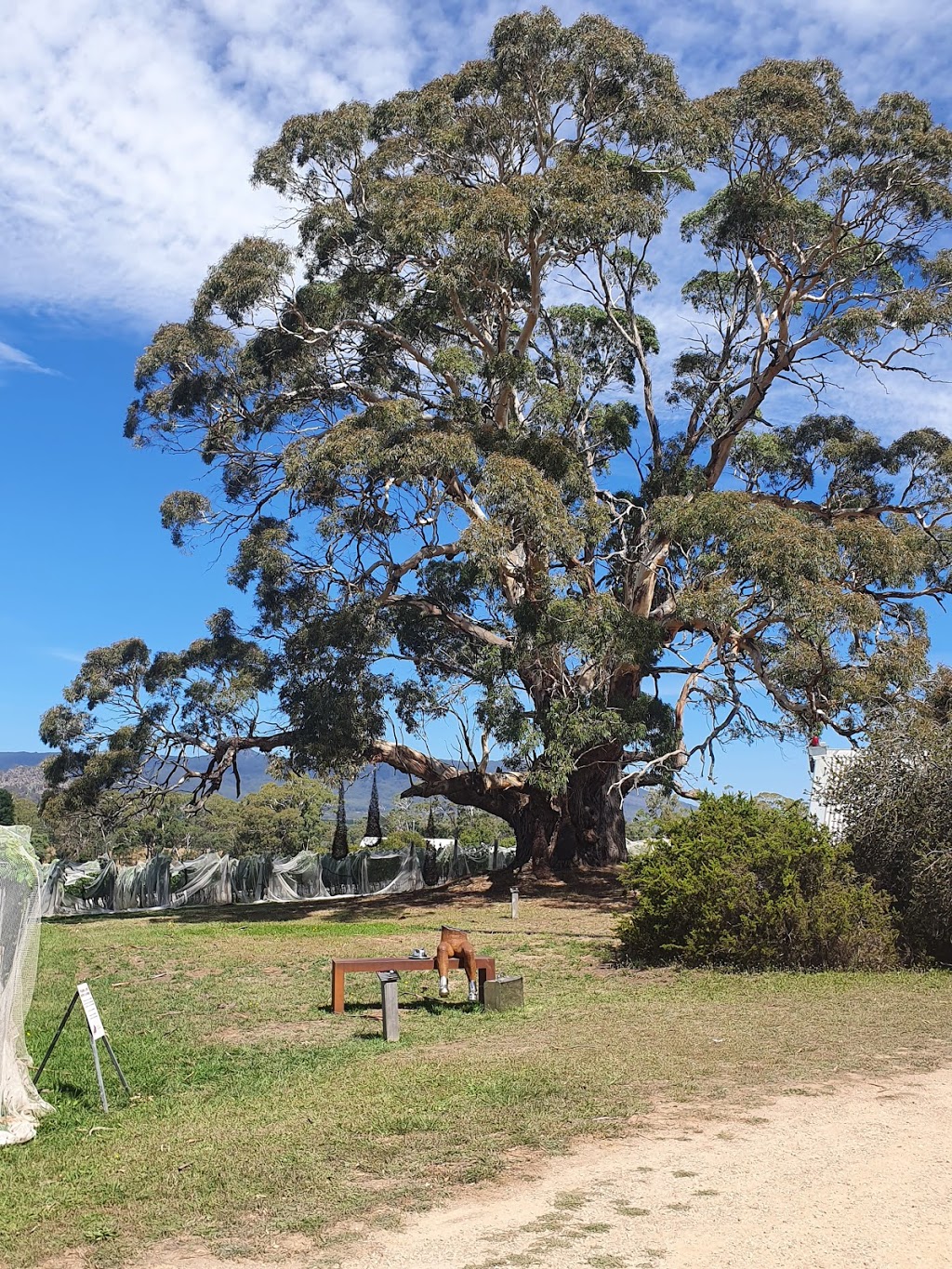 Hanging Rock Winery | tourist attraction | 88 Jim Rd, Newham VIC 3442, Australia | 0354270542 OR +61 3 5427 0542