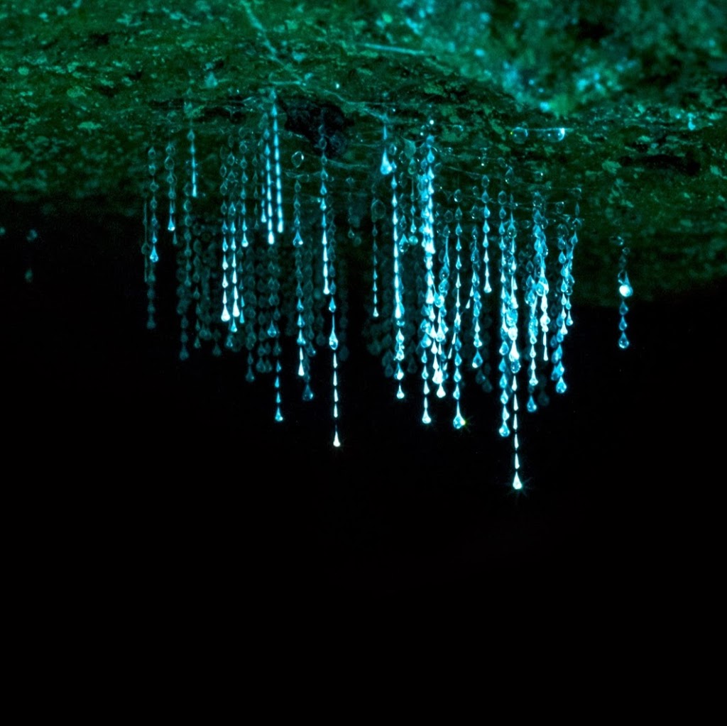 Blue Mountains Glow Worm Tours | travel agency | Berambing NSW 2758, Australia | 0438600691 OR +61 438 600 691