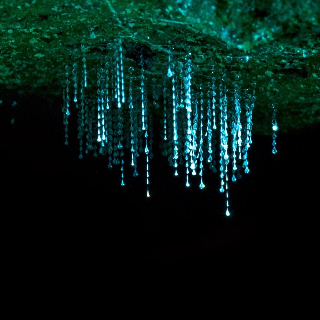 Blue Mountains Glow Worm Tours | Berambing NSW 2758, Australia | Phone: 0438 600 691