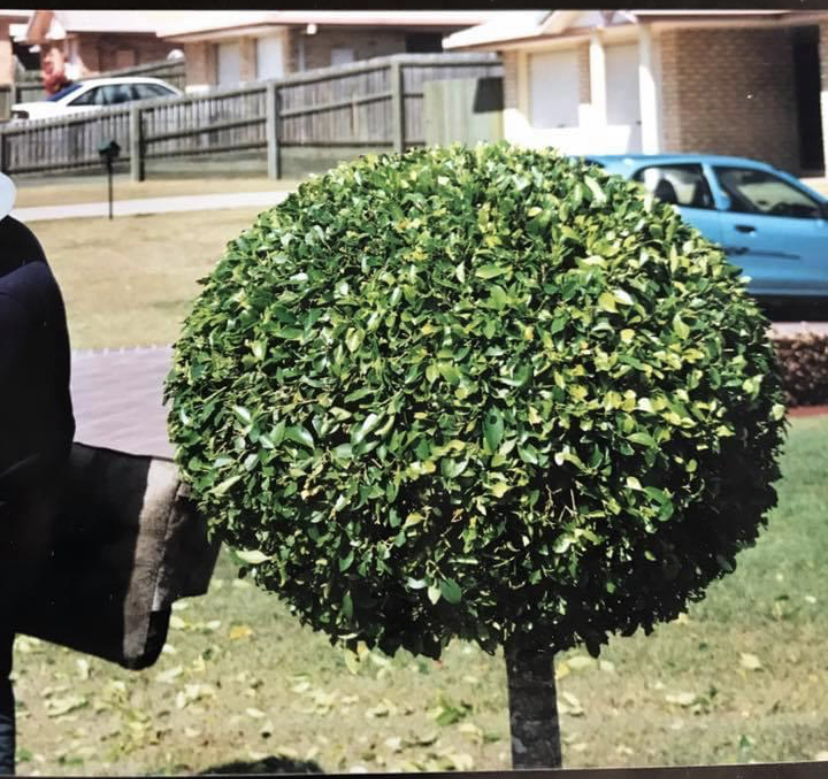 Atlas gardening and maintenance | Kooringal Rd, Munruben QLD 4125, Australia | Phone: 0434 393 407