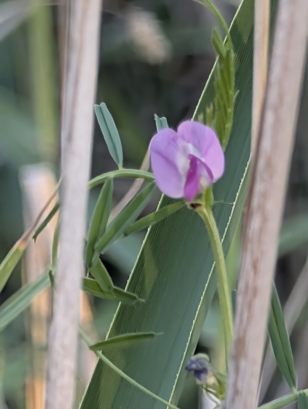 Live the 3PS method | 509 Wallacedale-Byaduk Rd, Wallacedale VIC 3303, Australia | Phone: 0428 647 848