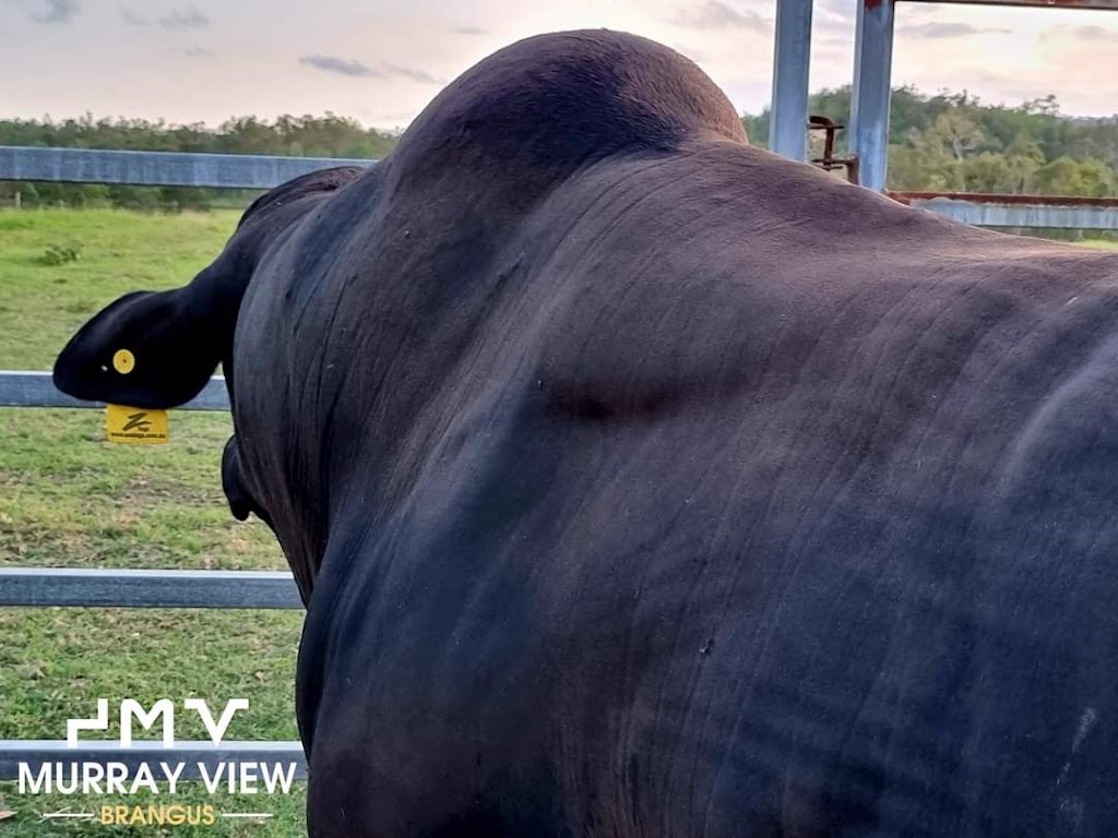 Murray View Brangus | 147 Paul Burger Rd, Mount Ossa QLD 4741, Australia | Phone: 0427 072 675