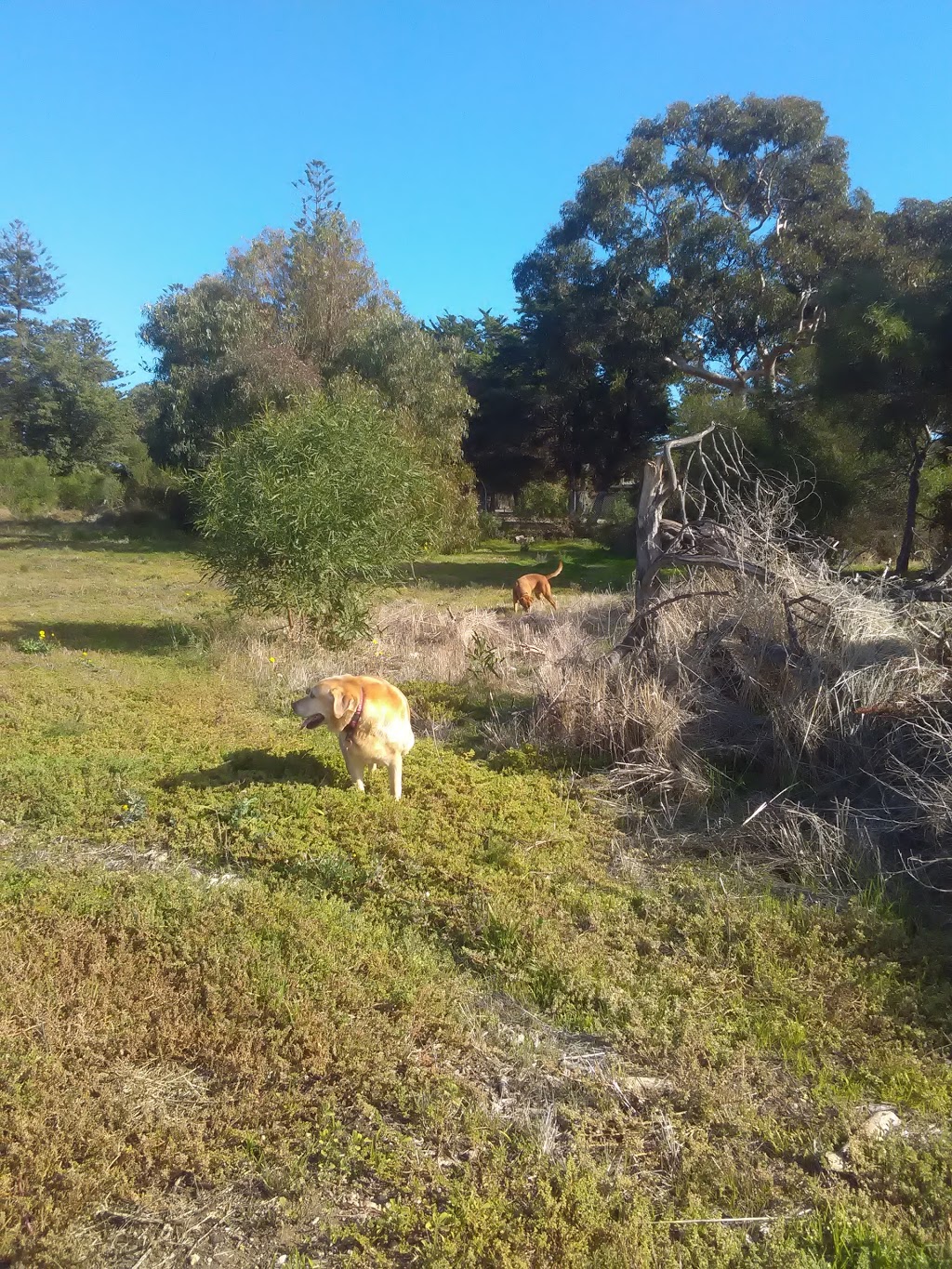 North Haven Golf Club | Lady Ruthven Dr, North Haven SA 5018, Australia | Phone: (08) 8248 3832