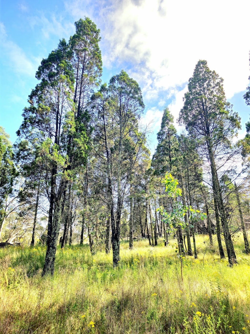 Resteasy Farmstay | 32 Hadabob Rd, Frog Rock NSW 2850, Australia | Phone: 0424 164 824